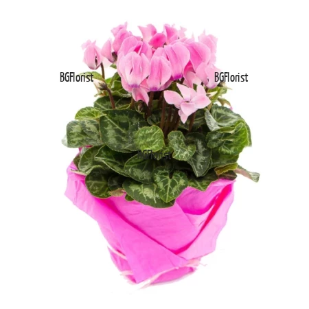 Send to Bulgaria cyclamen in a pot