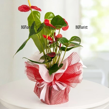 Send Anthurium pot plant by courier to Sofia