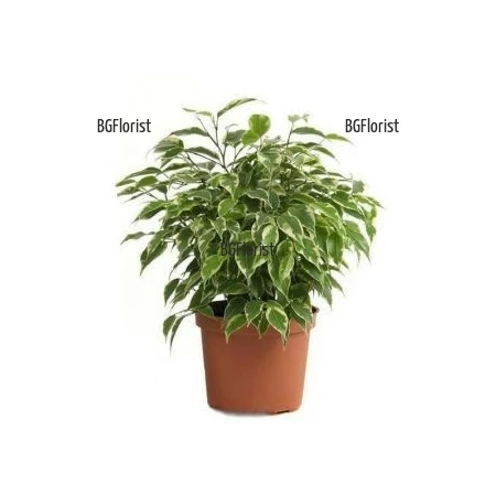 Send Ficus Benjamina by courier to Sofia.