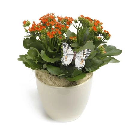 Send Kalanchoe plant by courier